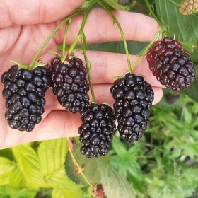 Vadszder - Földi szeder - Rubus fruticosus